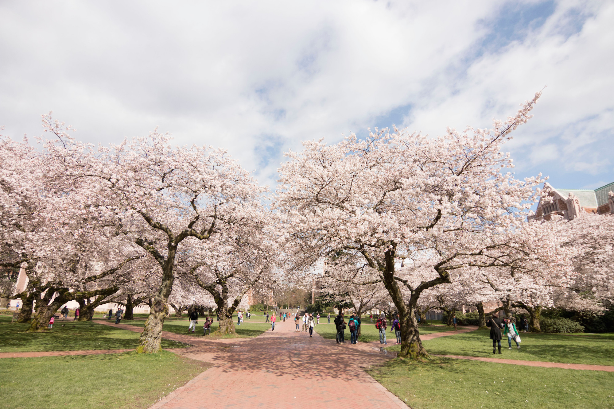 Cherry blossoms on UW's Quad