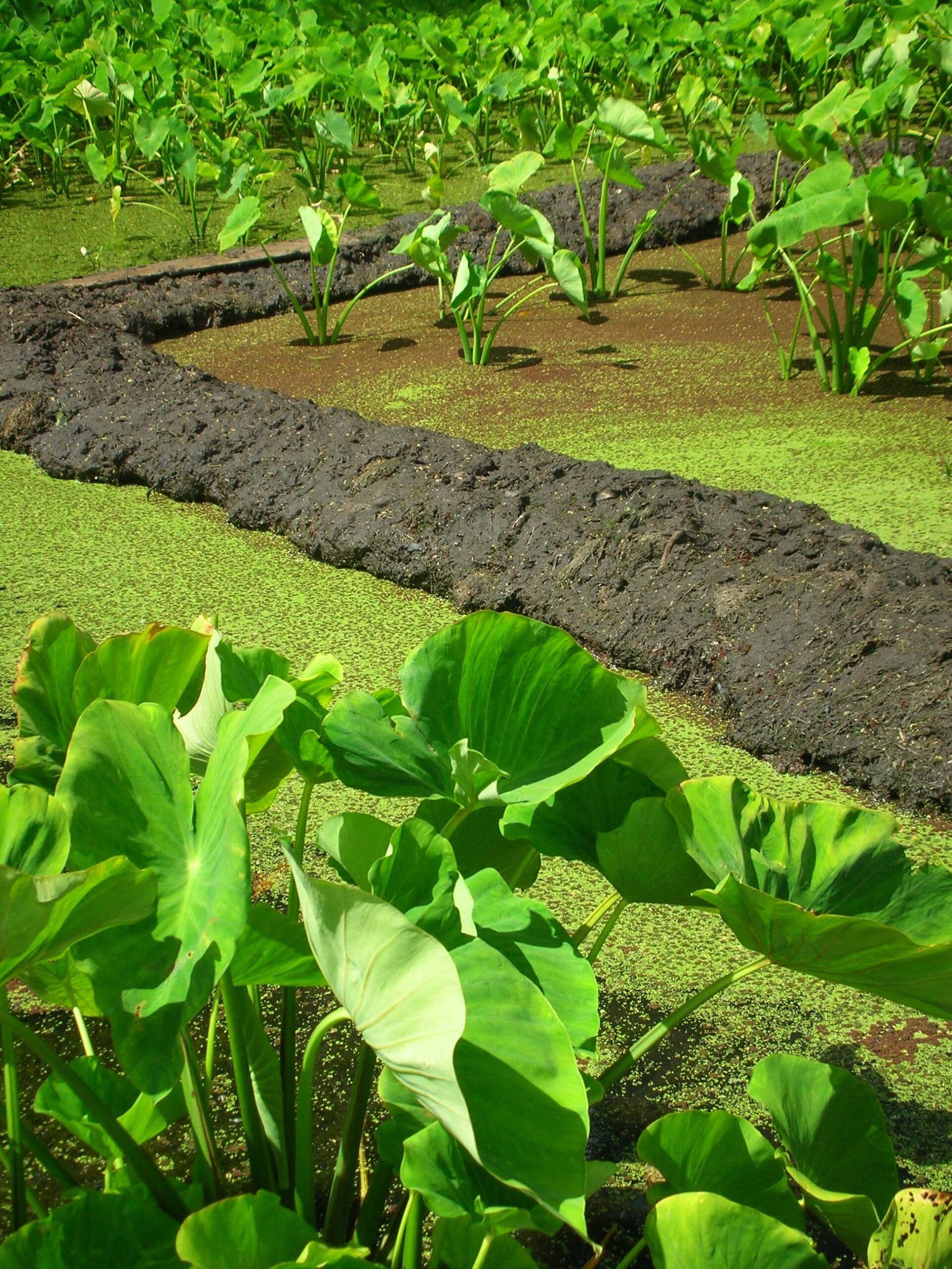 Garden of plants with a mud path