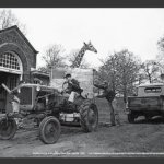 Vintage photo with a tractor and a giraffe in an open cage