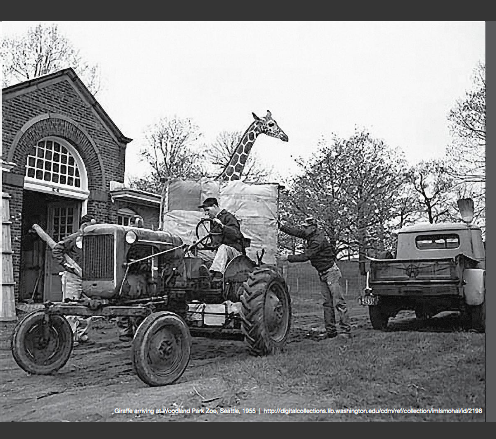 Vintage photo with a tractor and a giraffe in an open cage