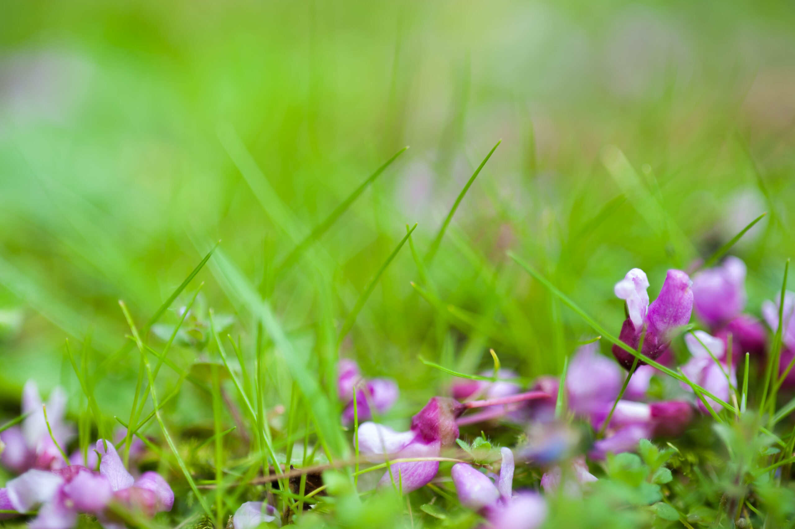 Pink flowers in green grass