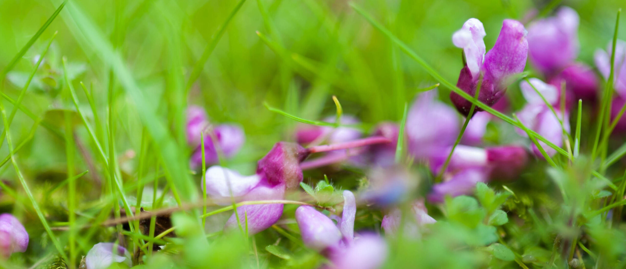 close up of purple flower petals in grass