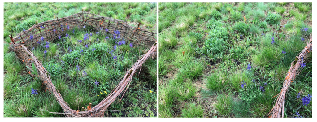 Basket-protected camas and basket-unprotected camas side by side in the meadow