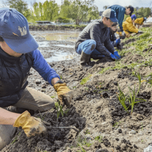 woman kneeling in mud and planting camas