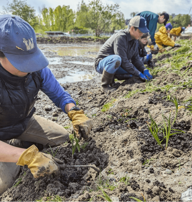 woman kneeling in mud and planting camas