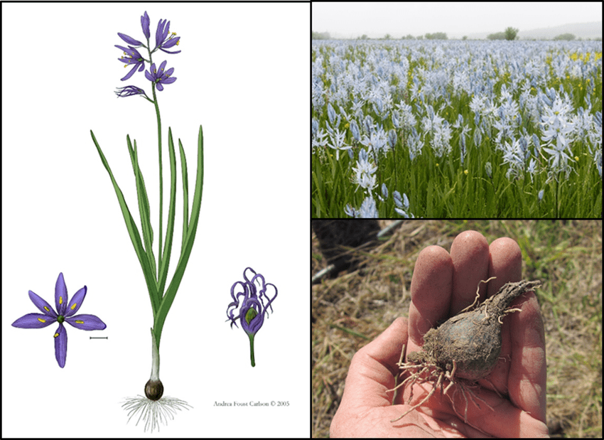 picture of camas plant and hands holding camas bulb