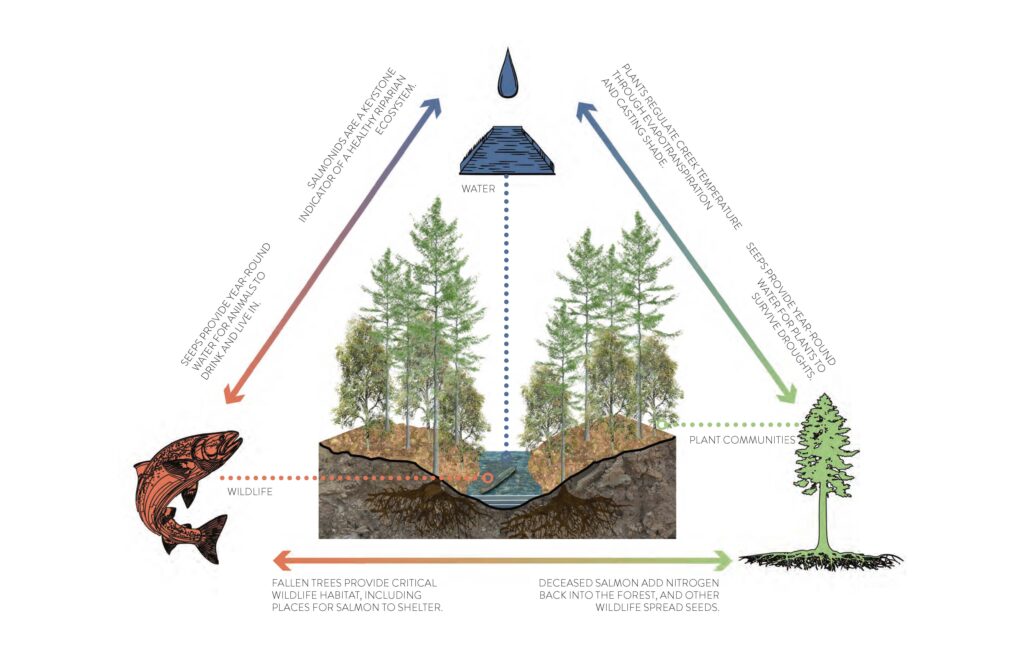 cross section of forest showing relationship between water, wildlife, and plant communities