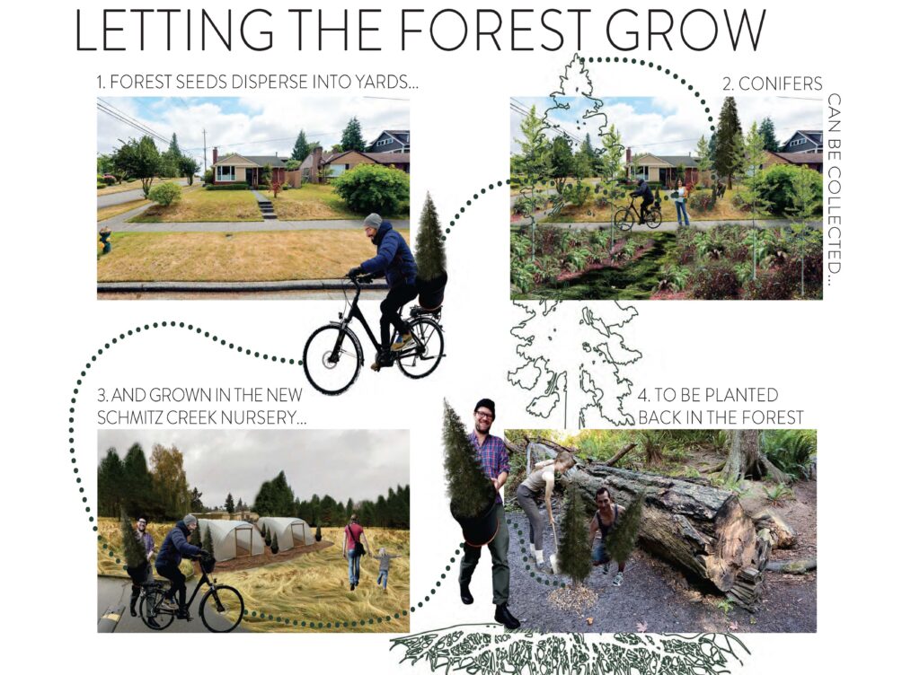 4 images showing sequence of forest seeds dispersing into yards, transferred to Schmitz Creek Nursery, and planted back in the forest