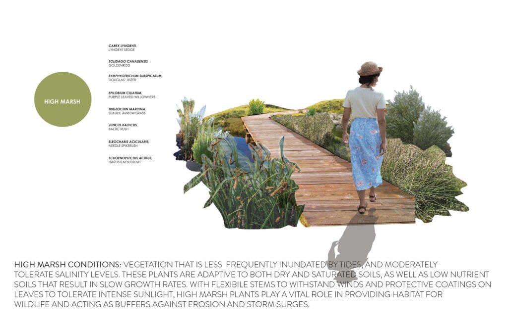 Woman on wooden boardwalk flanked by native grasses, which are listed and identified on the left hand side