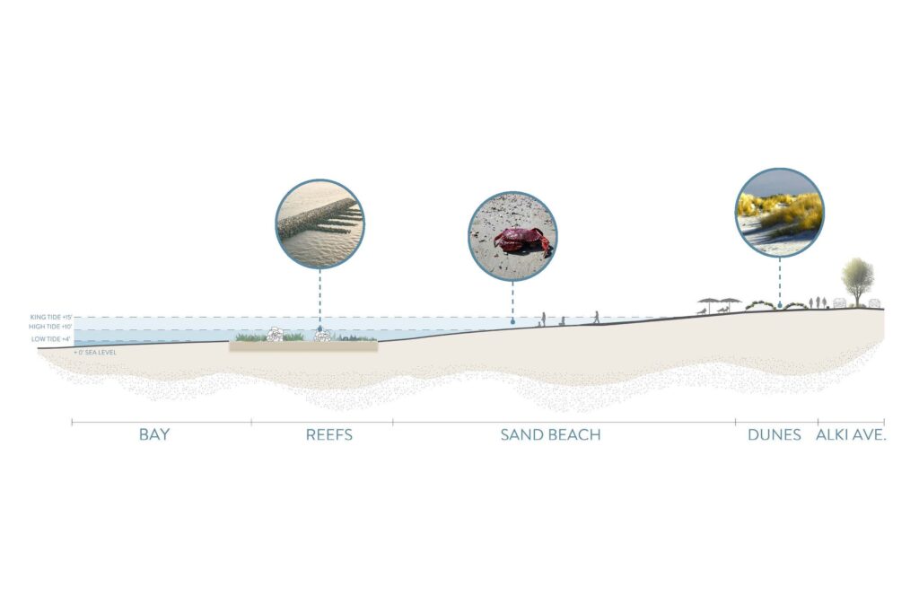 Cross section showing beach, bay, reefs, dunes, and Alki Ave.